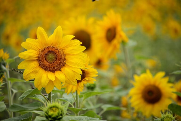sunflower, flower background, yellow, beautiful flowers, flowers, flower wallpaper, nature, golden, bright, cheerful