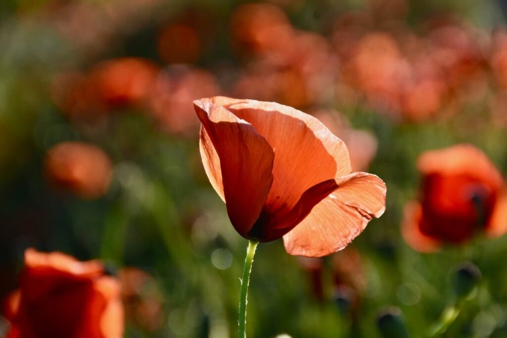 A vibrant poppy bloom in a sunlit field at Sanary-sur-Mer, Provence.